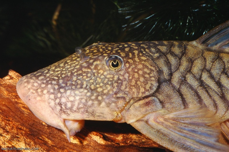 Chaetostoma sp. `COLOMBIA`